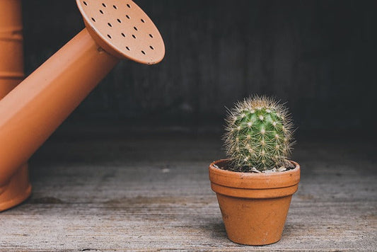 Don't Be a Plant Downer: Water Smarter