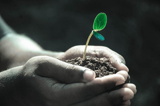 "Soil Mates": Picking the Right Potting Mix